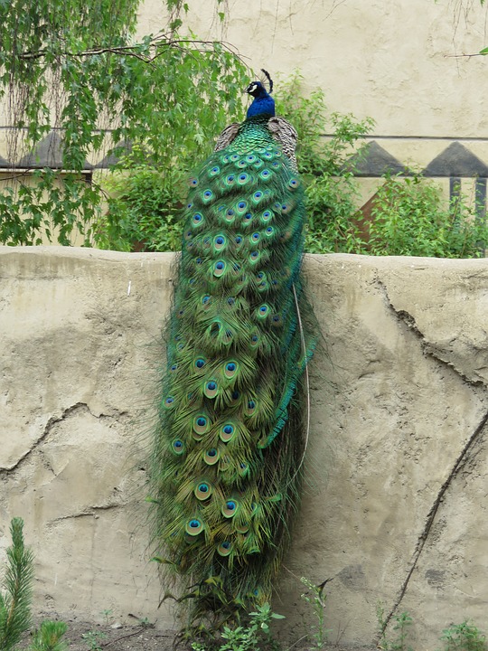 peacock-1662969_960_720