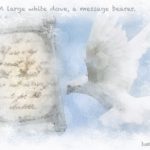 Code.no 320　水瓶座２０度 　大きな白い鳩、メッセージの担い手
